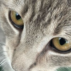 Meet your Posher, Adrian